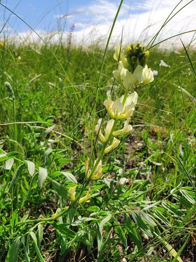 Oxytropis hippolyti, photographed by Анна Митрошенкова
