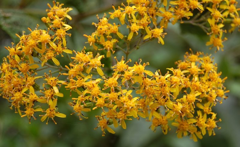 Senecio subcymosus, photographed by Neptalí Ramírez Marcial