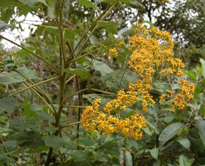 Senecio subcymosus, photographed by Neptalí Ramírez Marcial