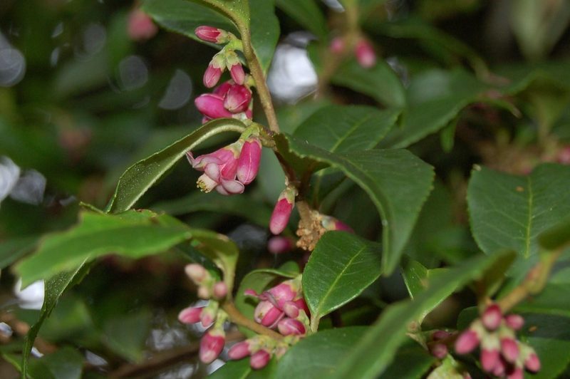 Symplocos breedlovei, photographed by Neptalí Ramírez Marcial