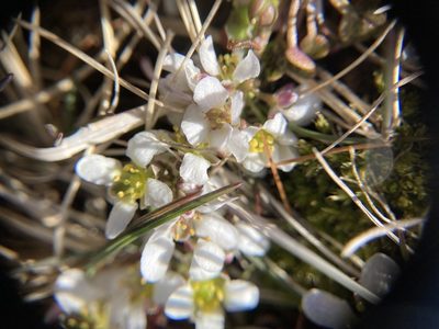 Cochlearia officinalis, photographed by Annie Evankow