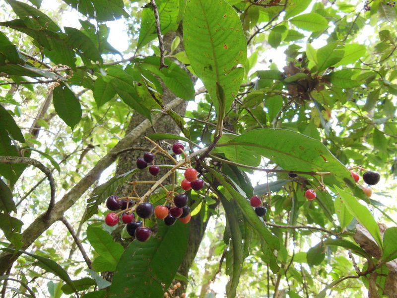 Parathesis leptopa, photographed by Neptalí Ramírez Marcial