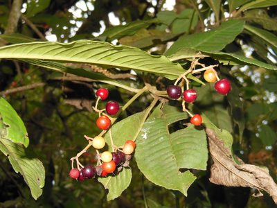 Parathesis leptopa, photographed by Neptalí Ramírez Marcial