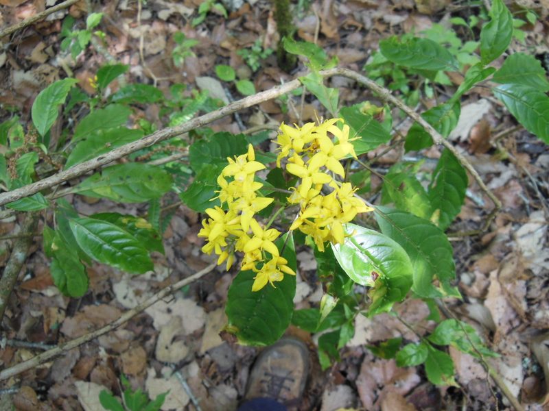 Deppea grandiflora, photographed by Neptalí Ramírez Marcial