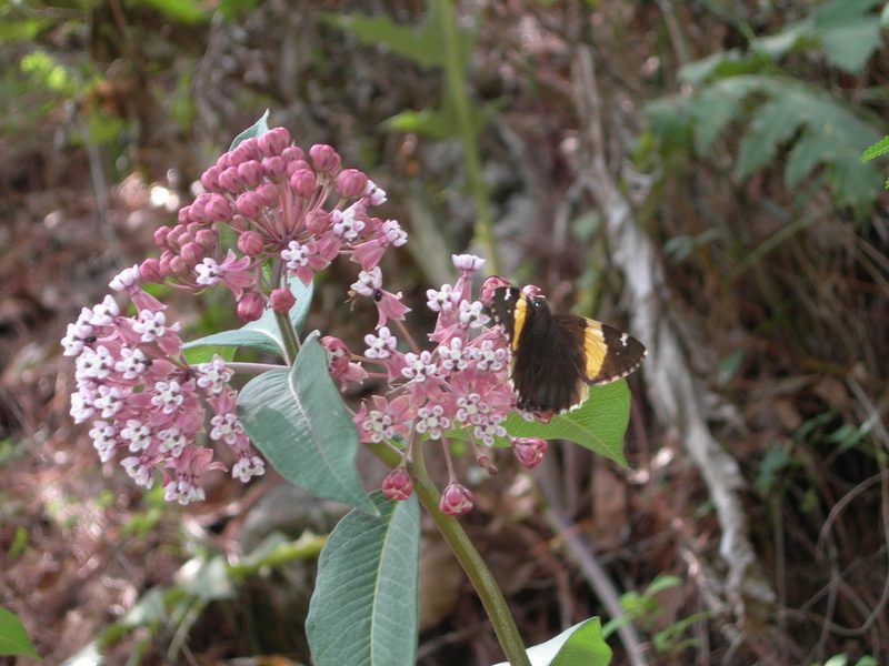 Asclepias pellucida, photographed by Neptalí Ramírez Marcial