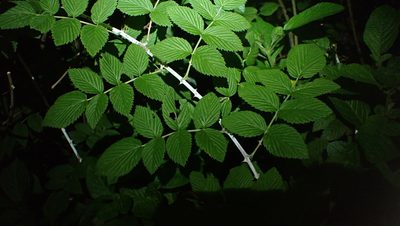 Rubus niveus, photographed by John Abrams