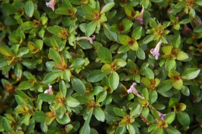 Dyschoriste capitata, photographed by Neptalí Ramírez Marcial