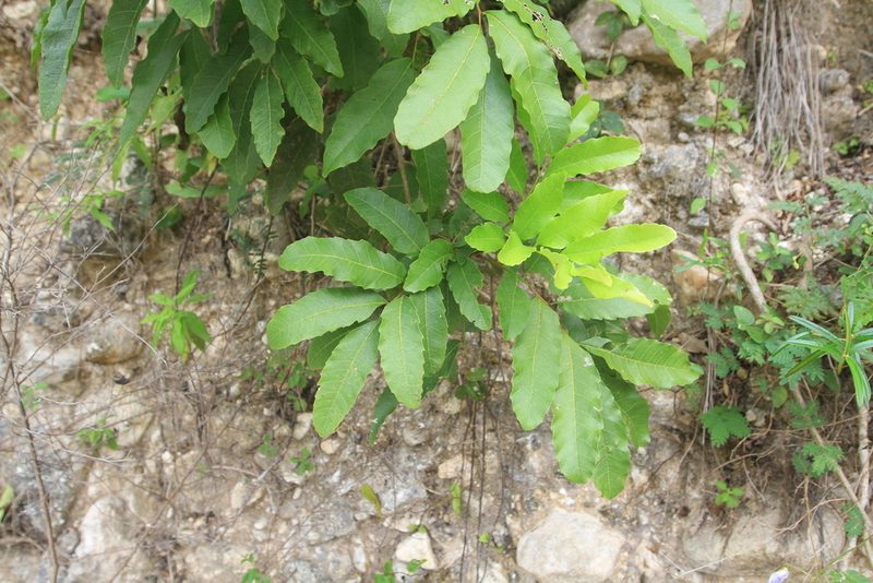 Cupania glabra, photographed by Brian Oakes Haiti Hunter