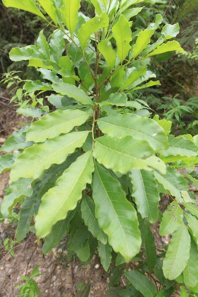 Cupania glabra, photographed by Brian Oakes Haiti Hunter
