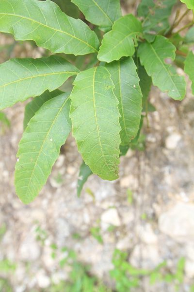 Cupania glabra, photographed by Brian Oakes Haiti Hunter