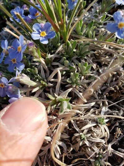 Eritrichium howardii, photographed by John Gaskin