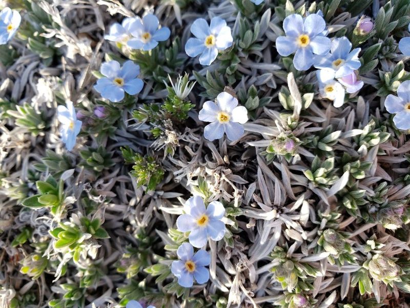 Eritrichium howardii, photographed by John Gaskin