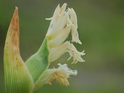 Thuarea involuta, photographed by 葉子