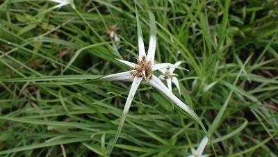 Rhynchospora nervosa, photographed by John Abrams