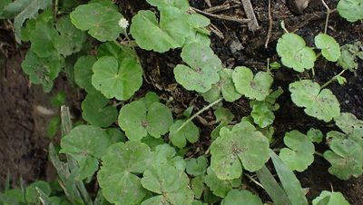 Hydrocotyle leucocephala, photographed by John Abrams