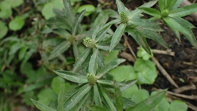 Eryngium foetidum, photographed by John Abrams