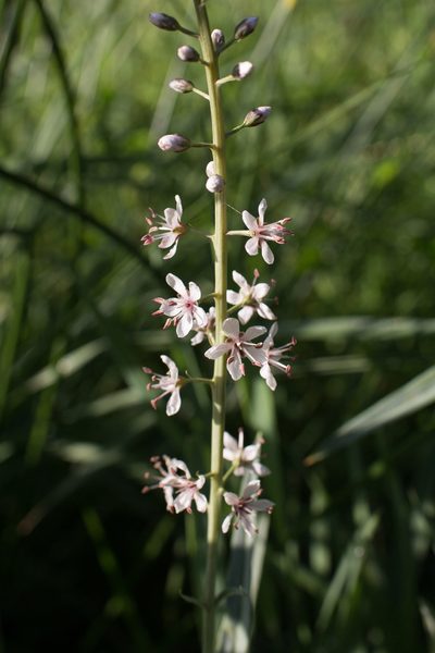 Lysimachia ephemerum, photographed by Tim Johnson