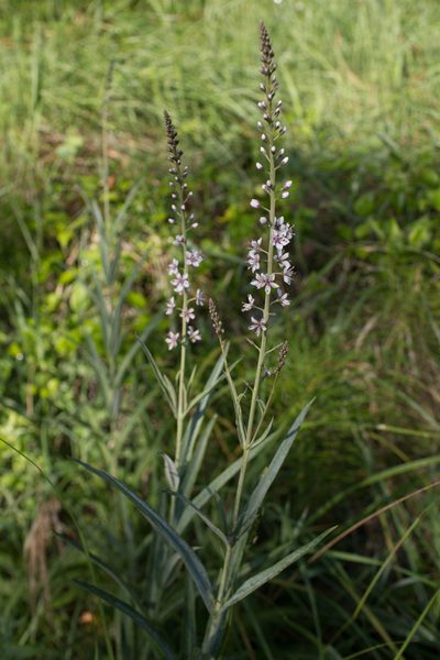 Lysimachia ephemerum, photographed by Tim Johnson
