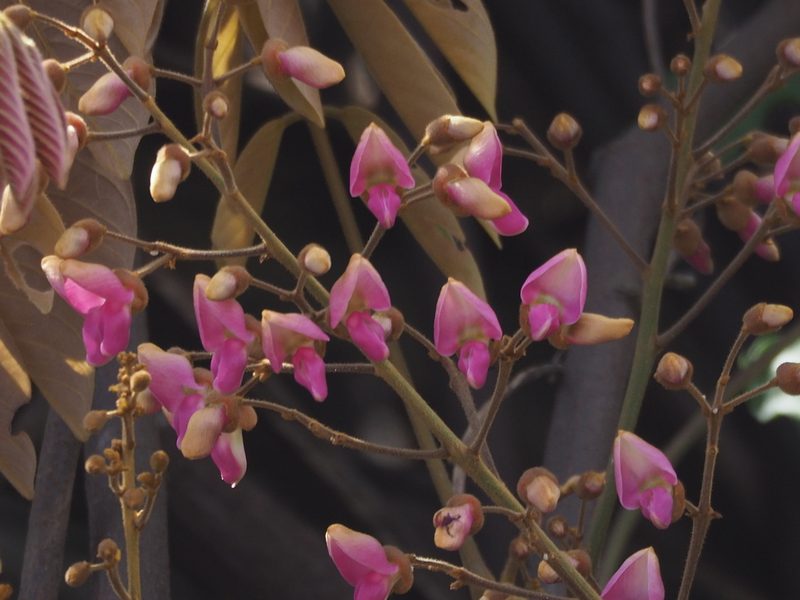 Derris elliptica, photographed by 葉子