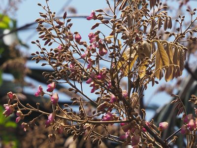 Derris elliptica, photographed by 葉子