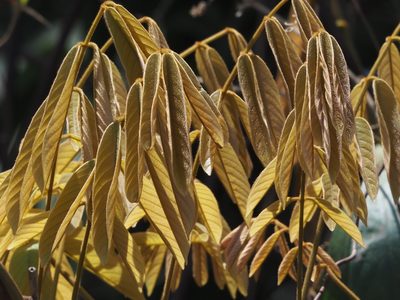 Derris elliptica, photographed by 葉子