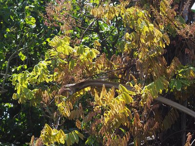 Derris elliptica, photographed by 葉子