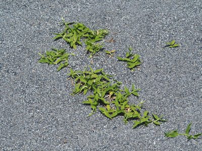 Thuarea involuta, photographed by 葉子