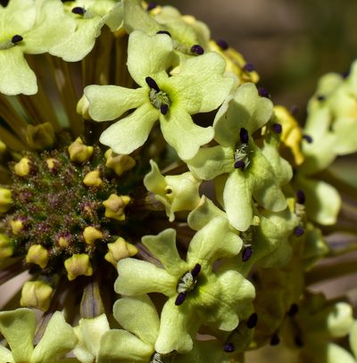 Verbena sulphurea, photographed by Nicolás Villaseca Merino