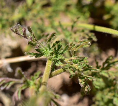Verbena sulphurea, photographed by Nicolás Villaseca Merino