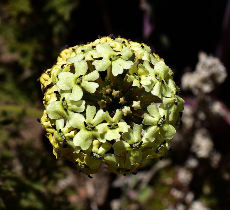 Verbena sulphurea, photographed by Nicolás Villaseca Merino