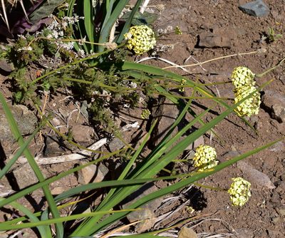 Verbena sulphurea, photographed by Nicolás Villaseca Merino