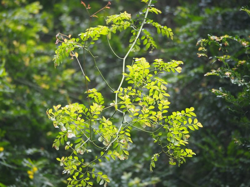 Ventilago elegans, photographed by 葉子