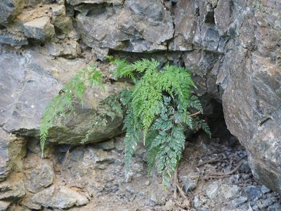 Onychium japonicum, photographed by 葉子