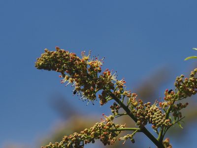 Pometia pinnata, photographed by 葉子