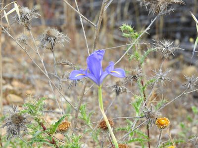 Iris xiphium, photographed by Duarte Frade