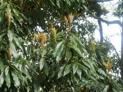 Litsea fluminensis, photographed by Jacy Chen