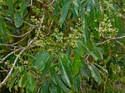 Staphylea ternata, photographed by Jacy Chen