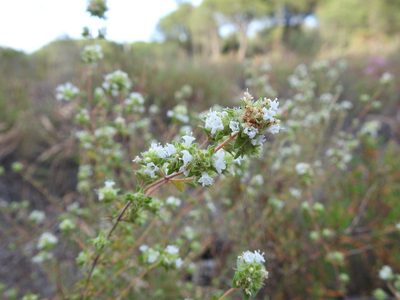 Thymus albicans, photographed by Duarte Frade