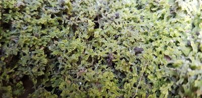 Metzgeria pubescens, photographed by Helen Waterman