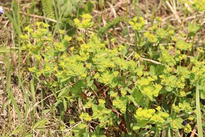Euphorbia alpina, photographed by Nina Filippova