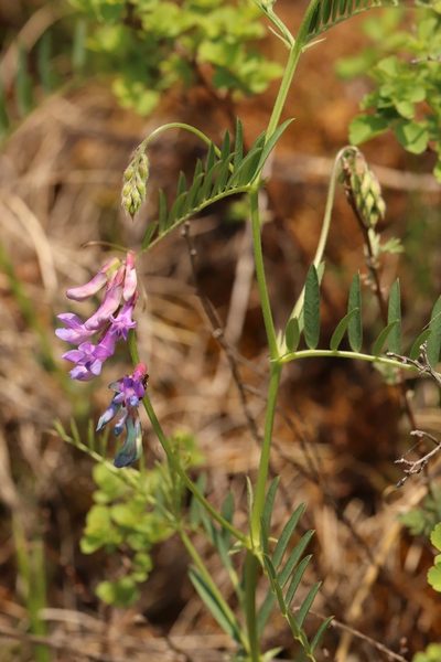 Vicia megalotropis, photographed by Nina Filippova
