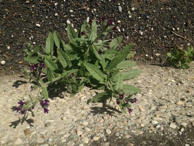 Anchusa hybrida