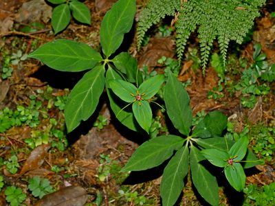 Paris polyphylla, photographed by Jacy Chen
