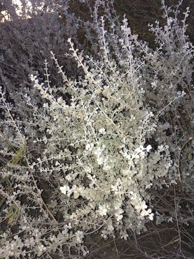 Leucophyllum candidum, photographed by Robbie Hannawacker