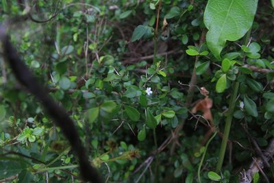 Randia aculeata, photographed by Brian Oakes Haiti Hunter