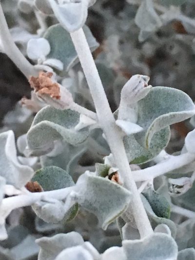 Leucophyllum candidum, photographed by Robbie Hannawacker