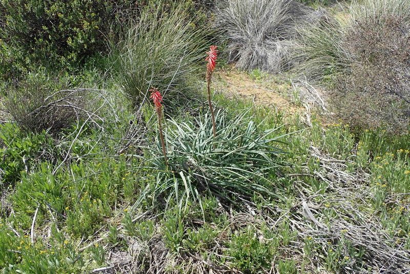 Kniphofia sarmentosa, photographed by Peter Warren