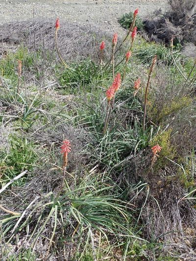 Kniphofia sarmentosa, photographed by Peter Warren