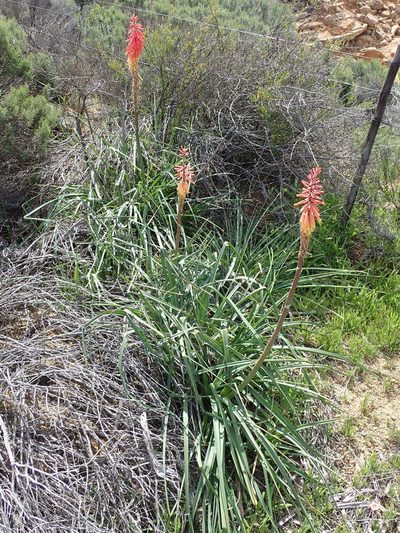 Kniphofia sarmentosa, photographed by Peter Warren