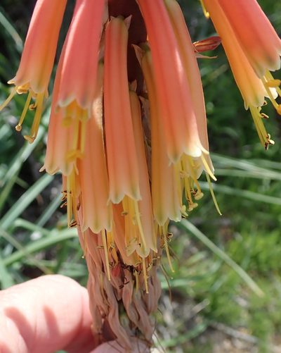 Kniphofia sarmentosa, photographed by Peter Warren